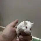 هامستر مع جميع اغراضه اليف