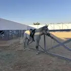 مربط خيل وتدريب ركوب للايجار كامل