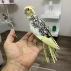 للبيع فروخ بادجي وكروان