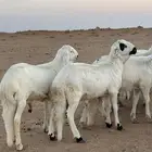 للبيع سواكن طيبه