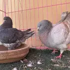 ازوج حمام للبيع