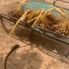 يوجد تمر مزرعه انتاج جديد حلوة بقعا سكري خلاص نبت علي