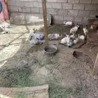 ارانب بلدي