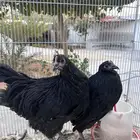 دجاج الاسترالوب الاسود