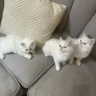 قطط هملايا هاف بيكي فيس للبيع