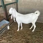 عنز دافع
