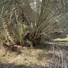 فراخة نخل