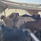 فحل نعيم توه غاز رباع مشروط