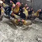 دجاج بلدي بياض