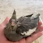 فروخ كروان غر