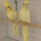 زوج كروان للبيع