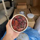 تمر صفري علب للبيع