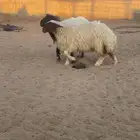 رخال نعيم للبيع