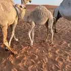 للبيع قعود قصب 5 شهور