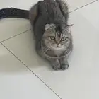 قطوه انثى سكوتش فولد للبيع