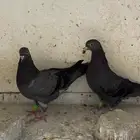 اناث قطايف