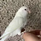 روز البينو اليف