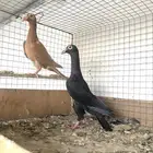 حمام لورنسات