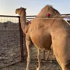 خلفه حمراء ساحليه ناقه من فروع البل الحد11500تمم البيعع