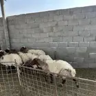 شياه نعيم