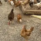 صوص فرنيج