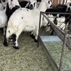 خرفان ذبايح طيبه فل الفل