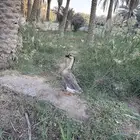 للبيع ذكر وز عراقي السعر 150 صحه ونضافه