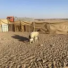 نعجه مطفل