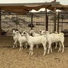 جفار بيشيات تاسيس مراح