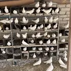 حمام فرنسي جامبو