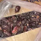 تمور للبيع تمر خضري