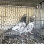 تيدي مياه نذير