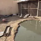 وز عراقي