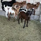 تيوس جنوبية