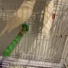 جوز كناري عل اول تحتن 3بيضات (((تم البيع )))