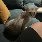 قطه للتبني انثى