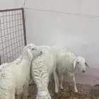 اغنام حرية جذعان
