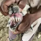 نعجه نجديه مقنوي او ذبح طيبه