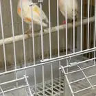 كناري موازيك