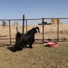 للبيع تيس عارضي صنف