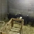 الاحساء بني معن