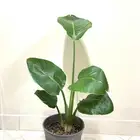 نبتة داخلية
