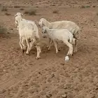 شياه رغايث عيالها كبار