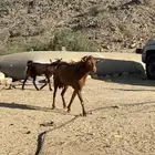 تيس ادهم فحل حار جدا