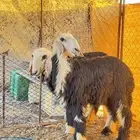 رخال نجد