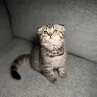 قطط سكوتش شهرين