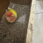 روز أنثى