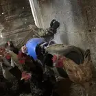 دياكة بلدي