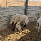 غنم حريه