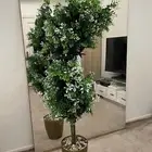 نبتة منزلية كبيرة